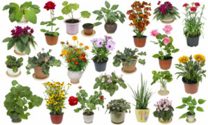indoor house plant pots