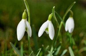 January birth month flowers | snowdrops