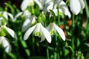 January birth month flowers | snowdrops