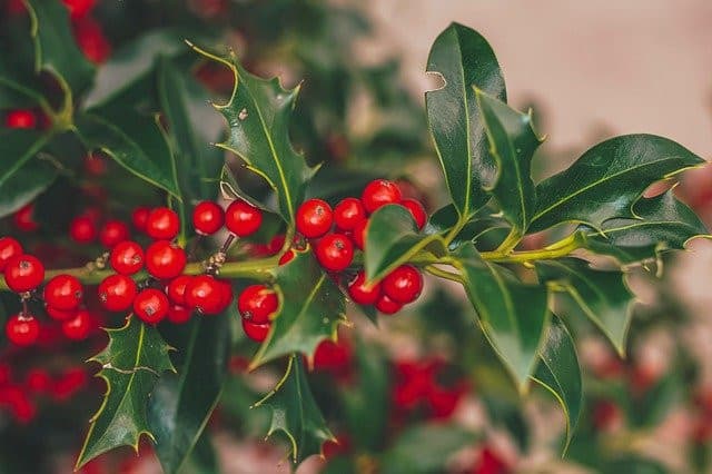 Grow Holly Indoors Using Our Tips