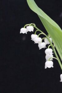 Birth month flowers | lily of the valley