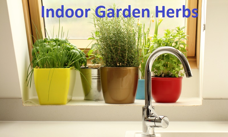 indoor garden herbs