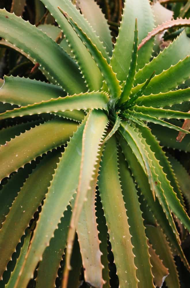 Aloe Vera Plant Care: Grow Your Own Medicine!