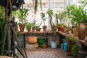 winter care for houseplants