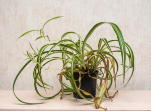 save dying house plants