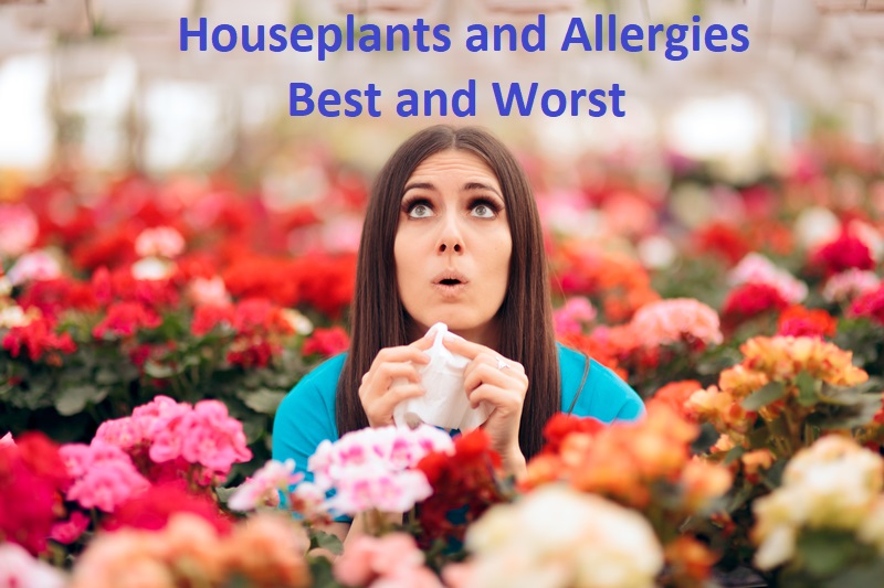 houseplants and allergies