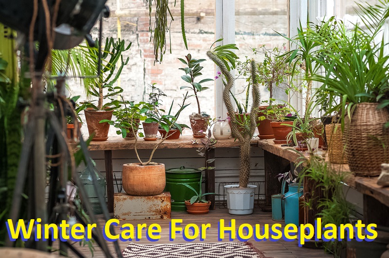 winter care for houseplants