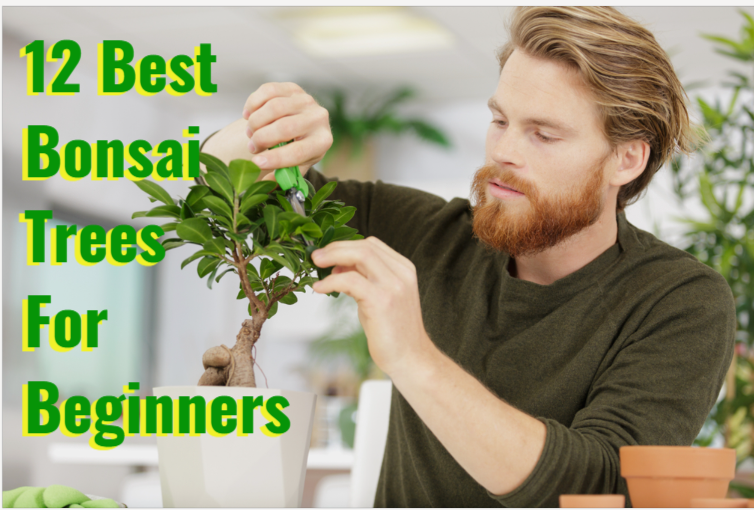 12 Best Bonsai Trees For Beginners