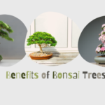 Benefits of Bonsai Tree
