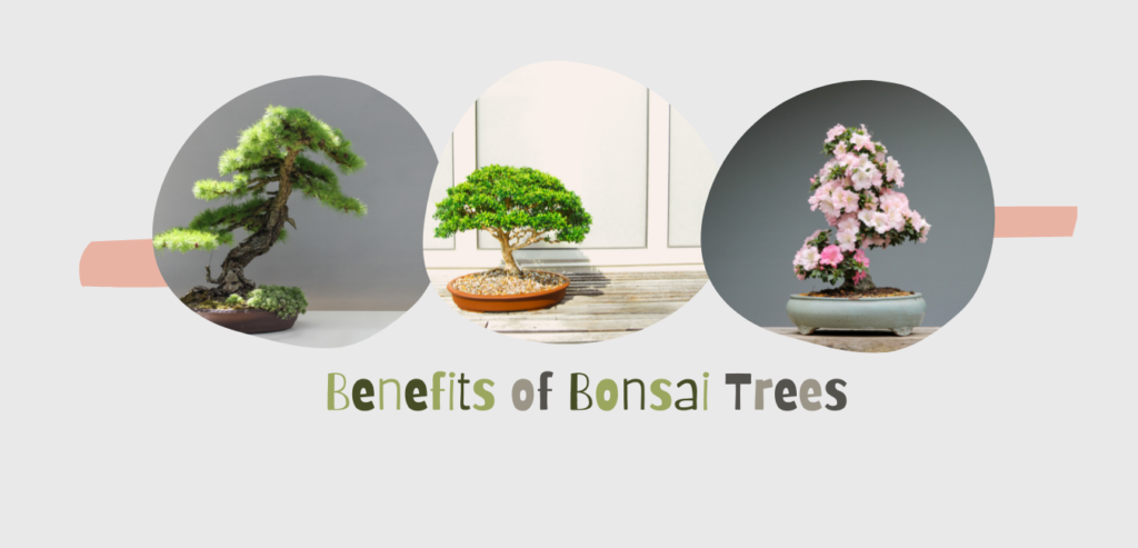 Benefits of Bonsai Trees