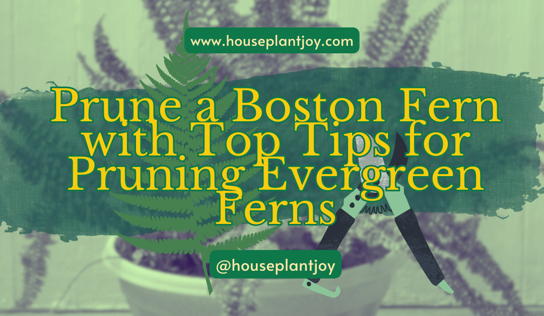 How to Prune a Boston Fern: A Detailed Top Tips