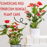 Flowering Red Anthurium Bonsai Plant Care