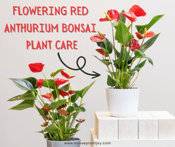 Flowering Red Anthurium Bonsai Plant Care