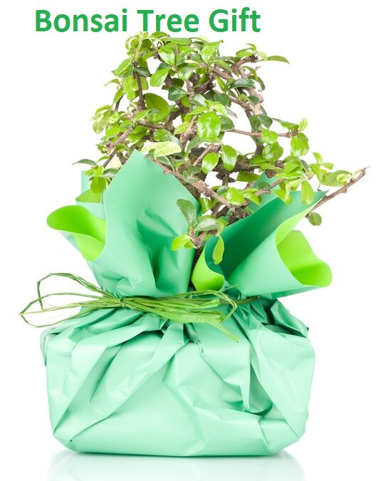 15 Best Times to Send Bonsai Tree Gift