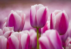 pink tulips valentine flower idea