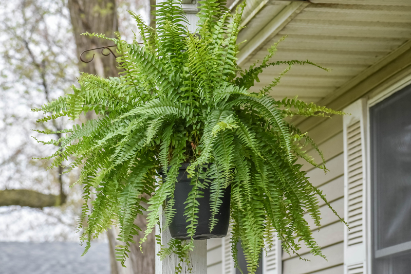 plants for hanging pots
