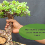 jade tree bonsai care