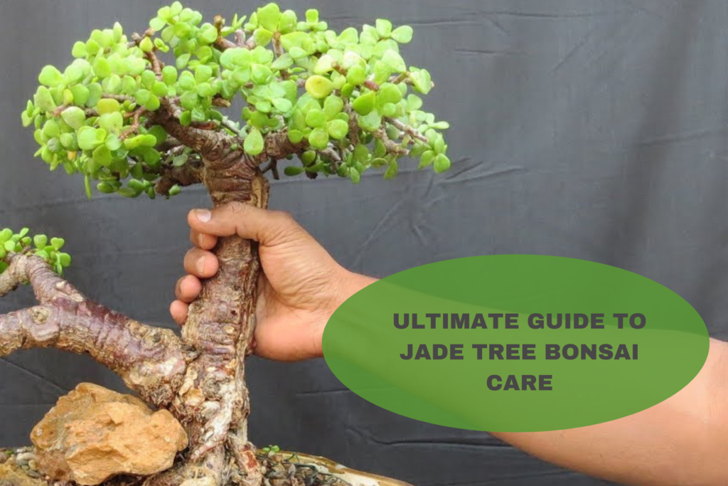 Jade Tree Bonsai Care Ultimate Guide