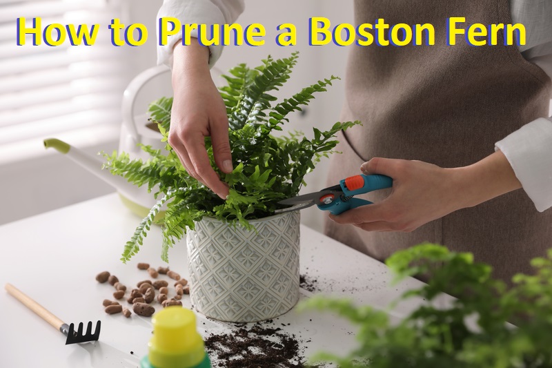 how to prune a boston fern