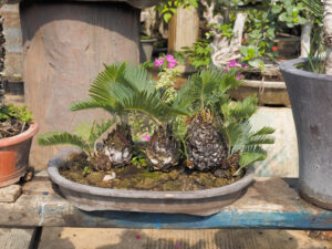 growing sago palm bonsai