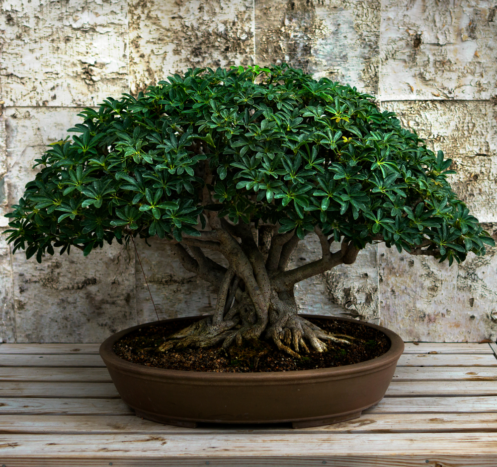 12 Best Bonsai Trees For Beginners - HouseplantJoy.com