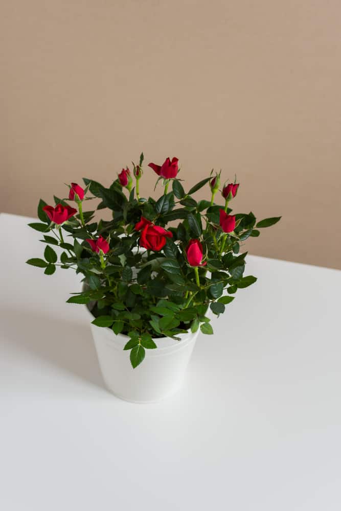 Unique Valentine Flowers Ideas