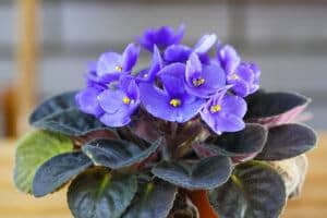 februray birth month flowers | african violets