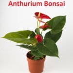 Flowering Red Anthurium Bonsai