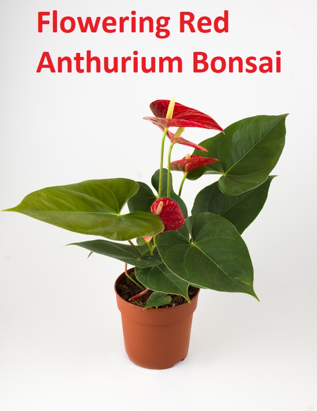 Flowering Red Anthurium Bonsai