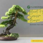 Title-Flowering Mount Fuji Serissa Bonsai (Nerissa Foetida)