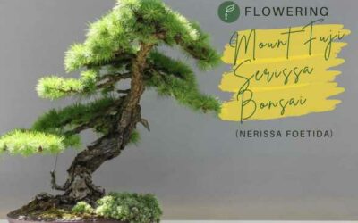 Title-Flowering Mount Fuji Serissa Bonsai (Nerissa Foetida)
