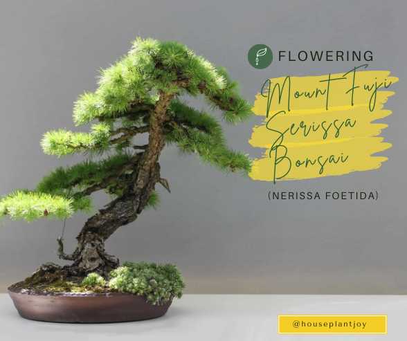 Flowering Mount Fuji Serissa Bonsai (Nerissa Foetida)