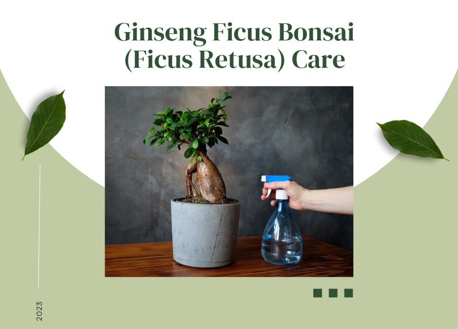 Ginseng Ficus Bonsai (Ficus Retusa) Care