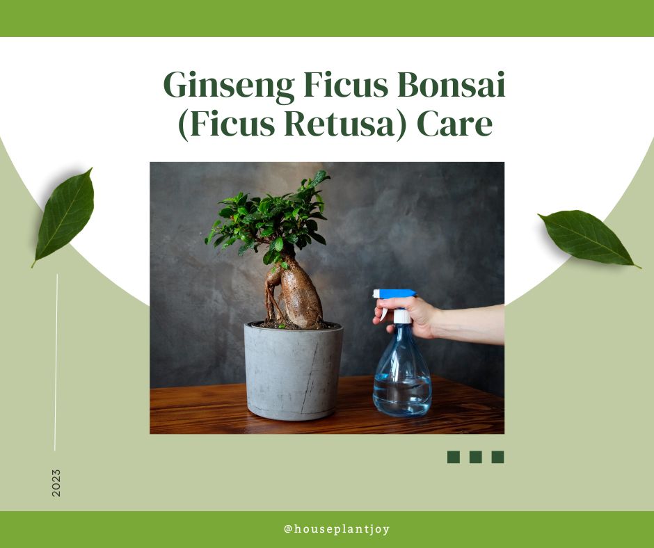 Ginseng Ficus Bonsai (Ficus Retusa) Care