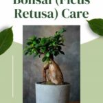 Title-Ginseng Ficus Bonsai (Ficus Retusa) Care