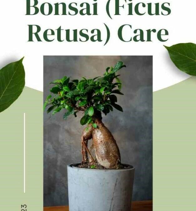 Ginseng Ficus Bonsai (Ficus Retusa) Care