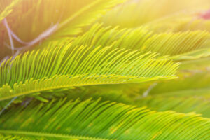 sunlight for sago palm 