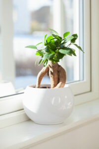 sunlight on ficus bonsai