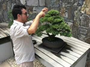 trimming serissa bonsai