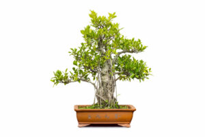 wiring ginseng bonsai
