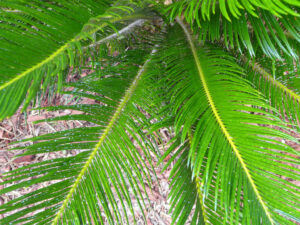 pests on sago palm