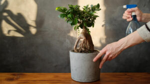 watering a ginseng ficus bonsai