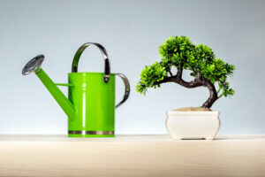 watering serissa bonsai