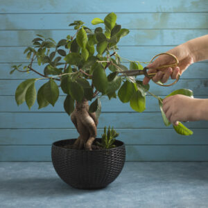 pruning ginseng ficus bonsai
