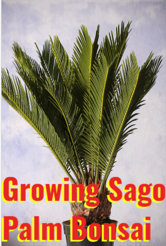 Growing Sago Palm Bonsai