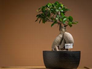 Ginseng Ficus Bonsai