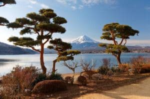 Mount Fuji Serissa Bonsai