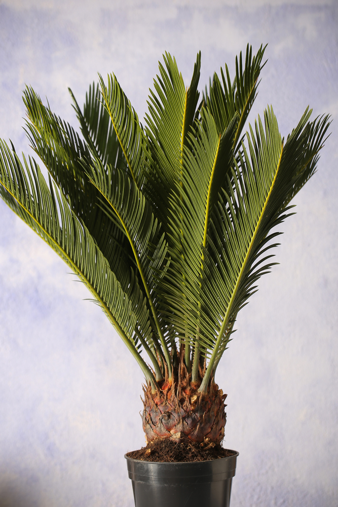 growing sago palm bonsai