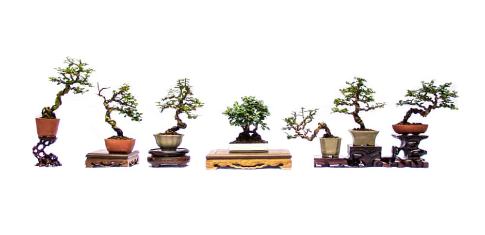 choosing a bonsai pot