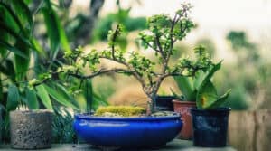 small bonsai garden design 